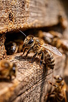 Logo Die Faszination der Honigbiene